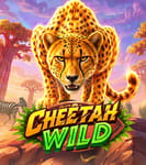 Cheetah Wild