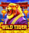 Wild Tiger